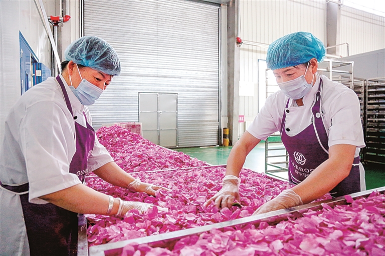 宁夏石嘴山市惠农区红果子镇马家湾村:村企合作算好“幸福账” 宁夏石嘴山市惠农区红果子镇马家湾村:村企合作算好“幸福账”