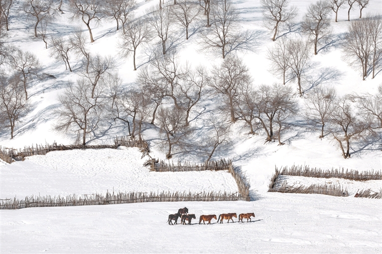 马年观骏影 马年观骏影