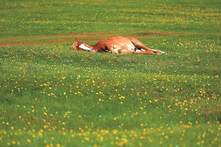 马年观骏影 马年观骏影