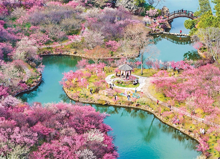 【大美中国】湖边赏梅