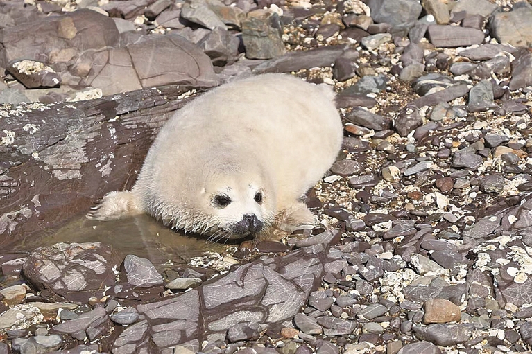 守护斑海豹 守护斑海豹