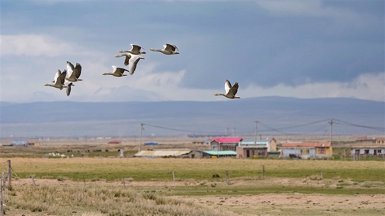 守护飞鸟,你我皆是同路人 守护飞鸟,你我皆是同路人