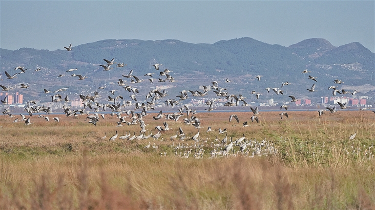 守护飞鸟,你我皆是同路人 守护飞鸟,你我皆是同路人
