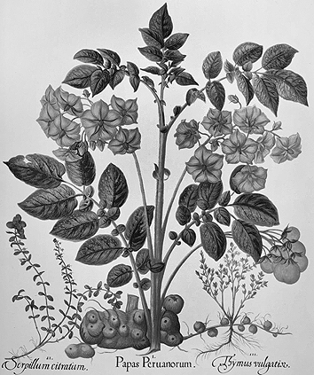 土豆，你的名字与世界缠绕