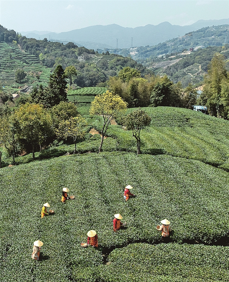 又是一年白茶开采时