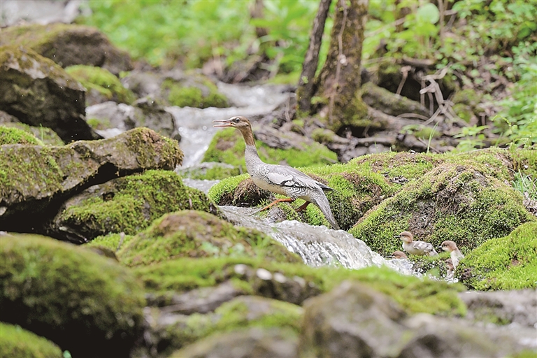 守望中华秋沙鸭