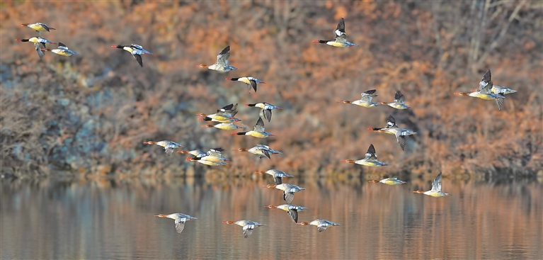 守望中华秋沙鸭