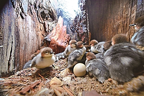 守望中华秋沙鸭