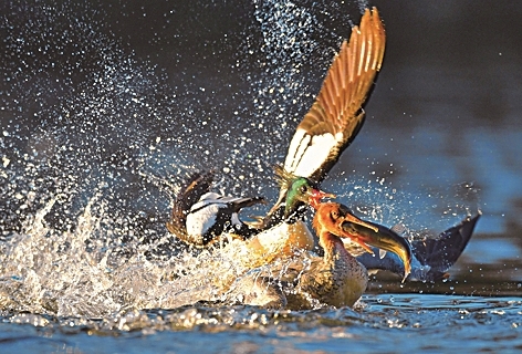 守望中华秋沙鸭