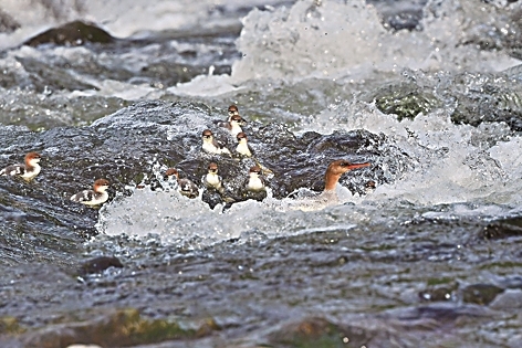 守望中华秋沙鸭