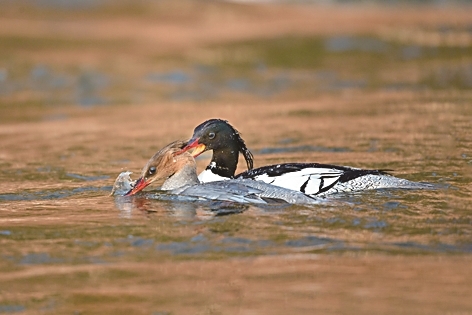 守望中华秋沙鸭