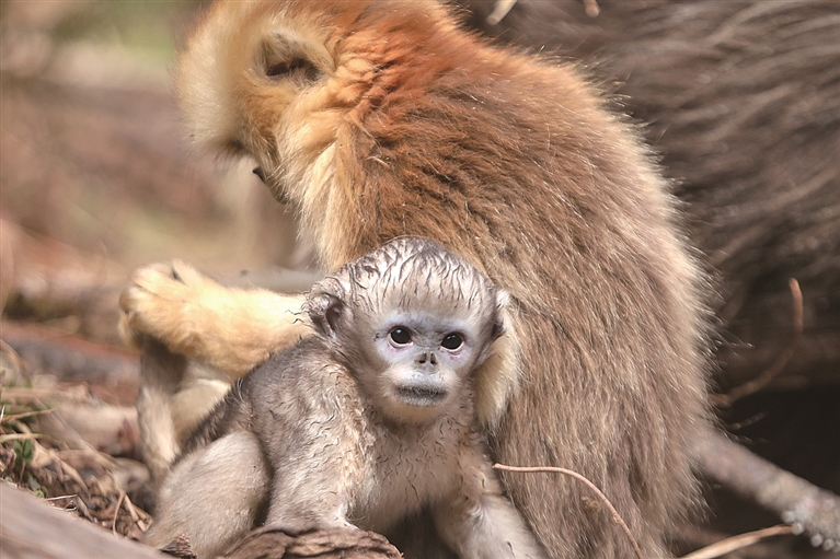 【人与自然和谐相处的温暖瞬间】春山添喜 【人与自然和谐相处的温暖瞬间】春山添喜