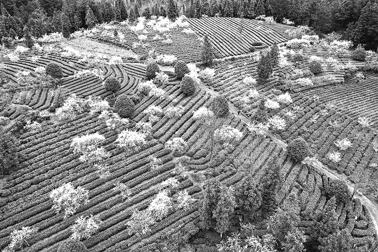 又是一年春茶香