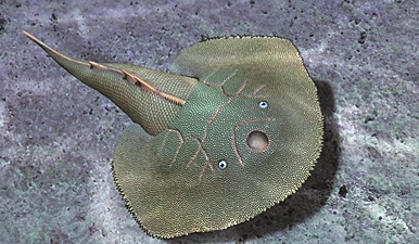 云南曲靖发现新属种鱼化石 为理解早期脊椎动物生态适应提供证据