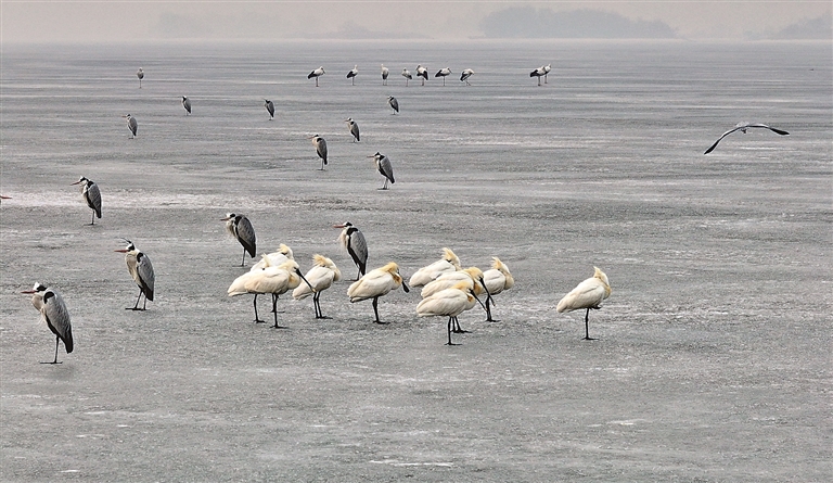 松花江上候鸟迎春