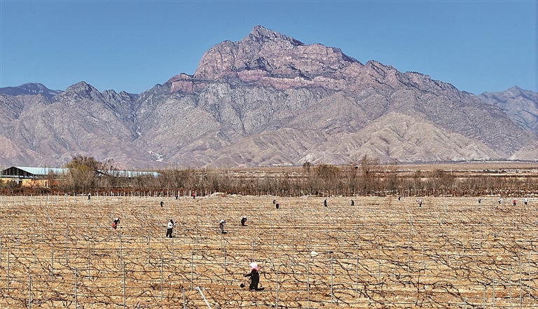 贺兰山下酿酒葡萄展藤