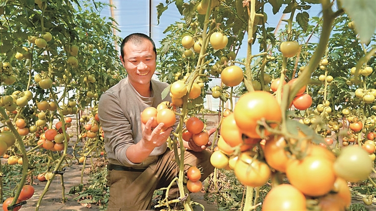 黑龙江省海林市蔬菜村：大棚里播撒新希望