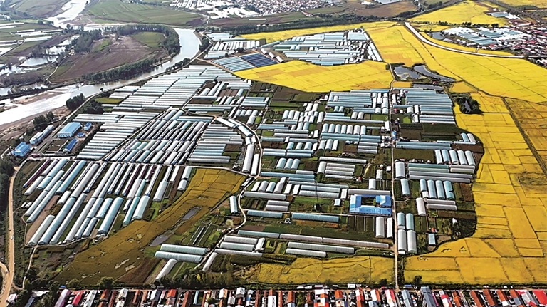 黑龙江省海林市蔬菜村：大棚里播撒新希望