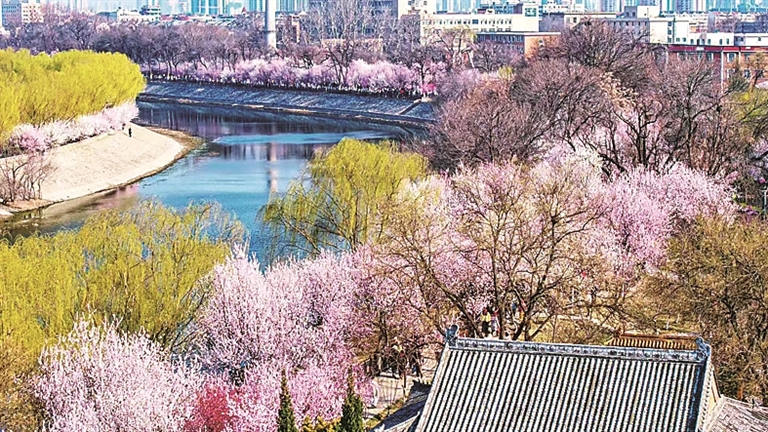 天津红桥：运河唱津韵 桃堤别样红