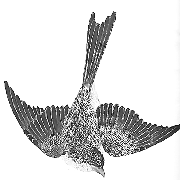 回归传统的再出发——《志怪:“子部小说”知识史研究》读后感 回归传统的再出发——《志怪:“子部小说”知识史研究》读后感