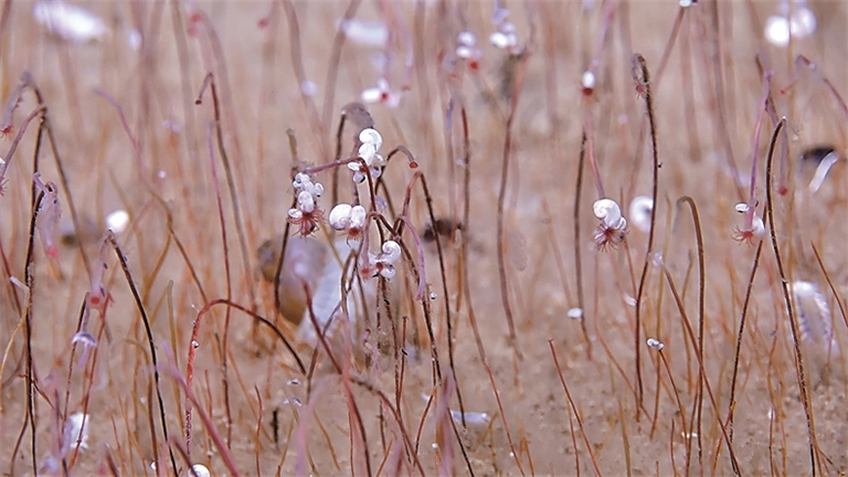 2025年度“中国科学十大进展”揭晓——攀登!直抵科学高峰 2025年度“中国科学十大进展”揭晓——攀登!直抵科学高峰