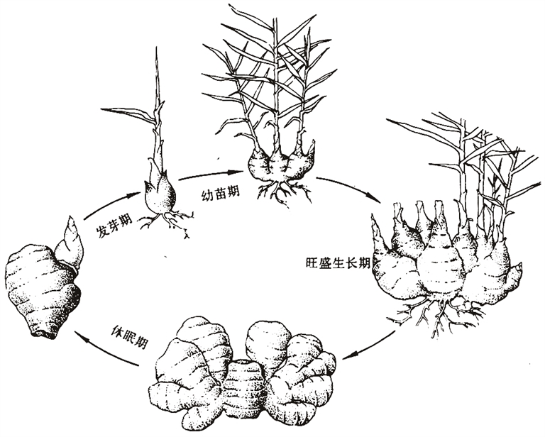 光明文化周末:菜重芥姜 光明文化周末:菜重芥姜