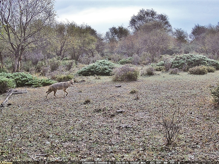 新疆首次记录到亚洲胡狼野外种群 刷新该物种在我国已知分布范围