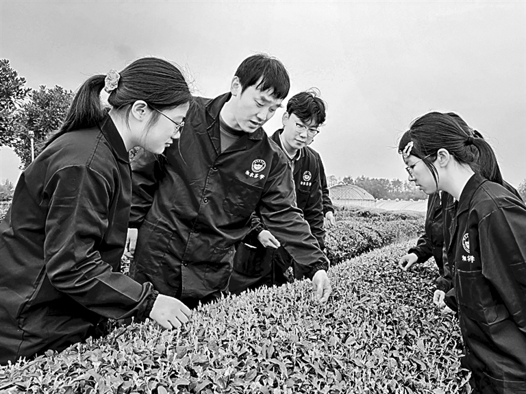 湖南农业大学茶学团队:用一片叶子 富一方百姓 湖南农业大学茶学团队:用一片叶子 富一方百姓