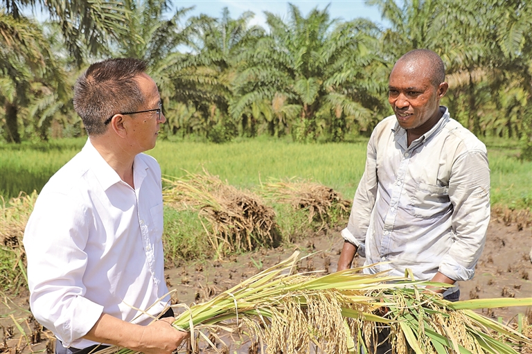 中国专家助力布隆迪水稻增产 中国专家助力布隆迪水稻增产