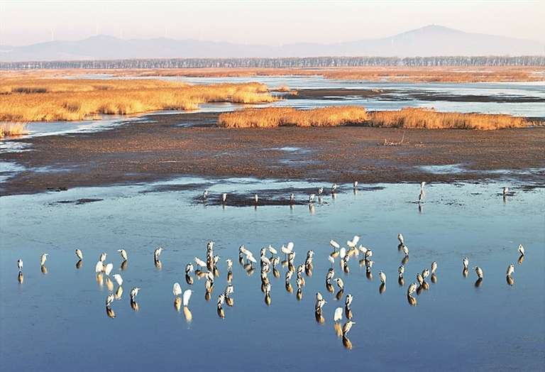 中国最北省份多地迎来候鸟“春归”高峰