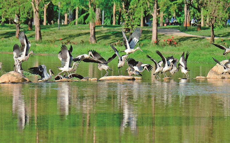 钳嘴鹳觅食嬉戏