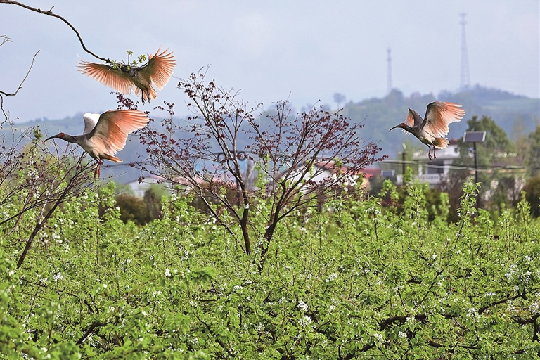 朱鹮之乡 鸟影翩跹