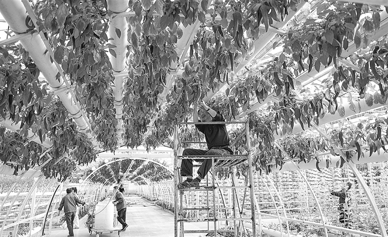 精心准备迎接菜博会