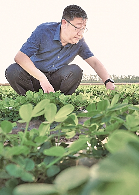 用小小花生助力稳粮增油