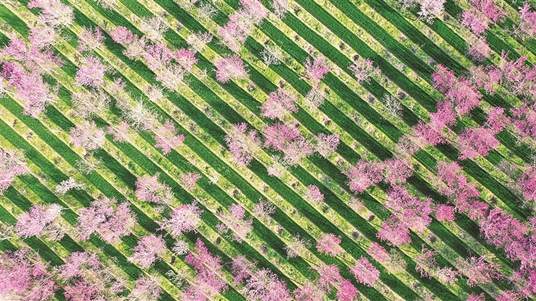 【大美中国】莫负花期