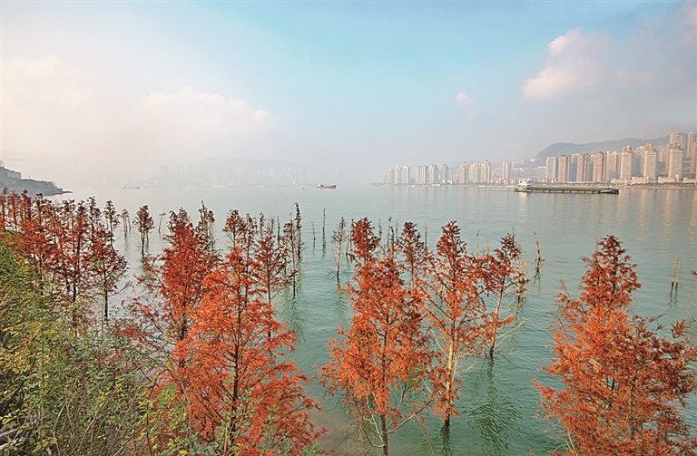 长江消落带的蝶变