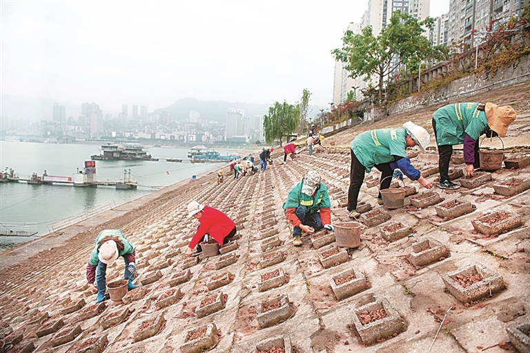 长江消落带的蝶变