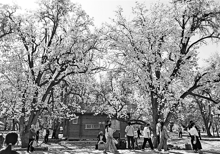 黄河岸边赏梨花