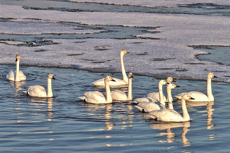 春江水暖“鹅”先知