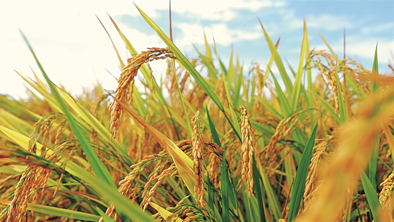 守住管好“洞庭粮仓”——湖南常德全方位夯实粮食安全根基