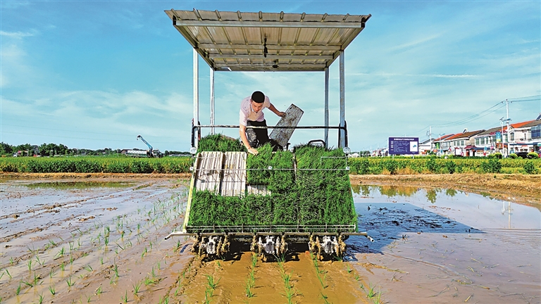 守住管好“洞庭粮仓”——湖南常德全方位夯实粮食安全根基