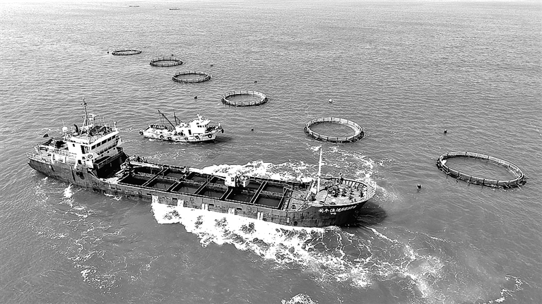 10万尾鱼苗投放海洋牧场