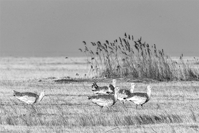 国家一级保护动物大鸨现身黑龙江