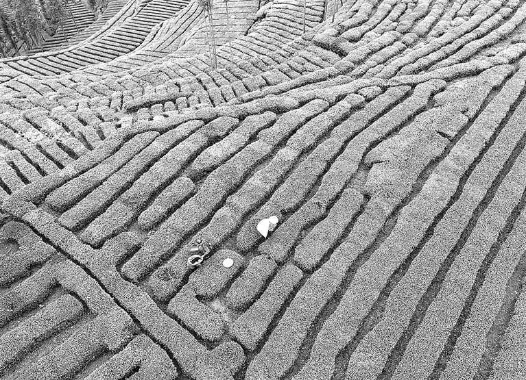 春茶飘香采摘忙