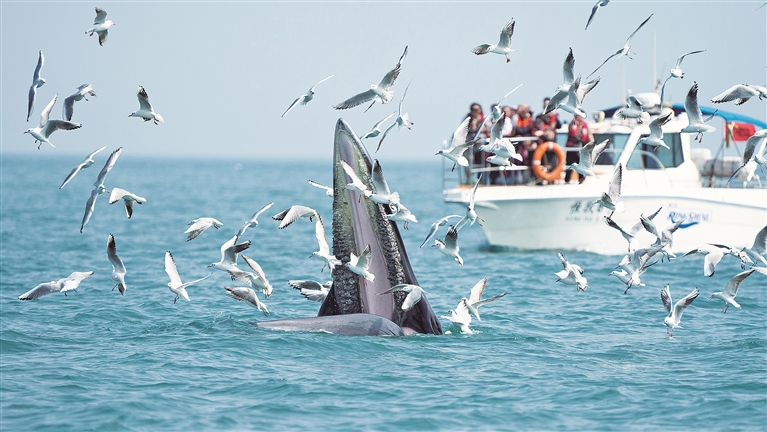 观鲸观豚，须回归敬畏与克制——广西北部湾出海观鲸观豚热的冷思考