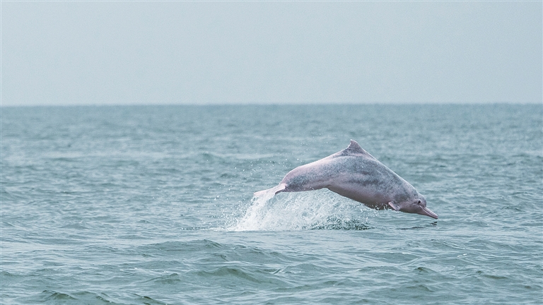 观鲸观豚，须回归敬畏与克制——广西北部湾出海观鲸观豚热的冷思考