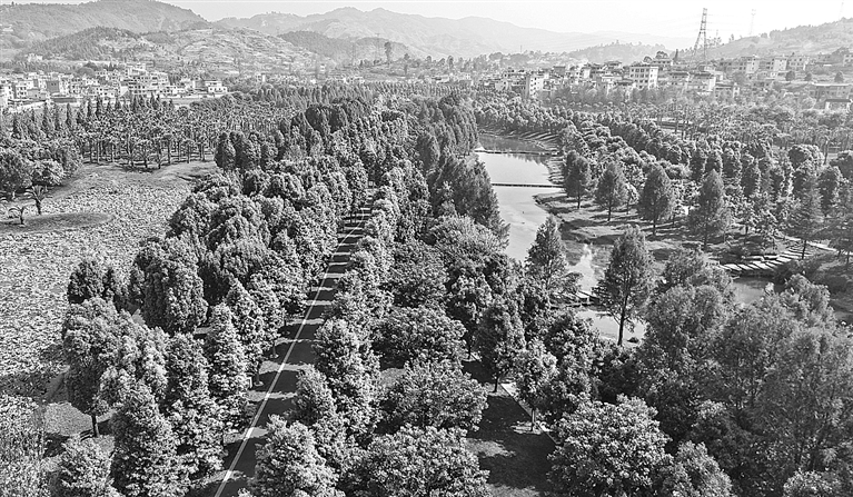 绿意盎然河岸美