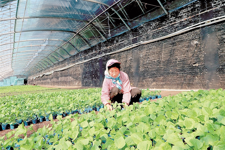 内蒙古科右前旗红心村:四季“不闲”促增收 内蒙古科右前旗红心村:四季“不闲”促增收