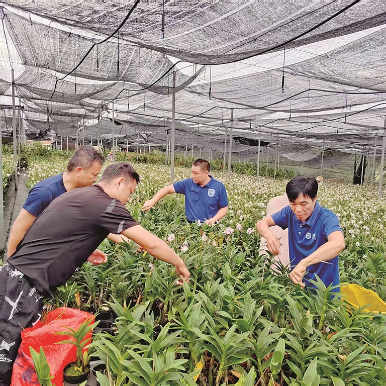 海南省东方市乐妹村:十年“兰心”绘新景 海南省东方市乐妹村:十年“兰心”绘新景