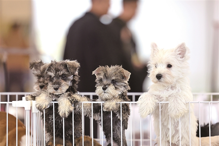 “标准”如何护航宠物经济良性发展 “标准”如何护航宠物经济良性发展